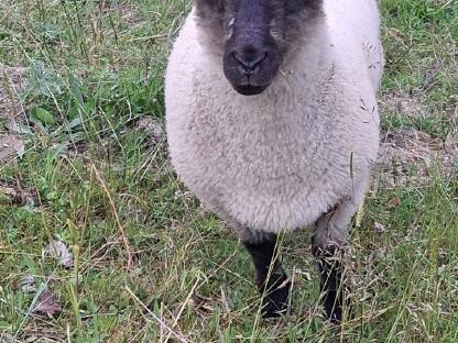 Bild 4:Shropshire Lämmer