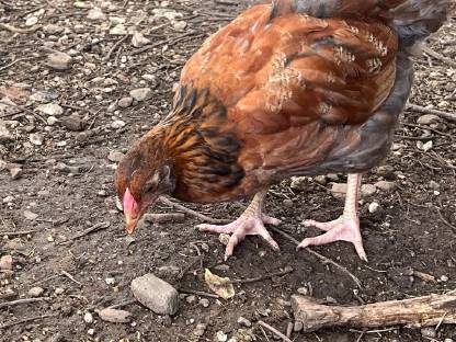 Bild 2:Sulmtaler Hahn