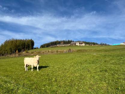 Grünland zweiter Schnitt bio