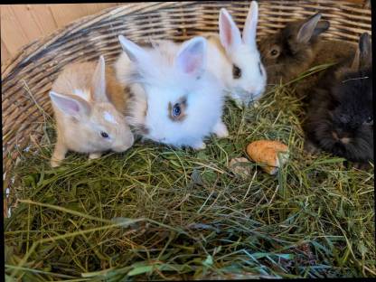 Bild 6:Zwergkaninchen