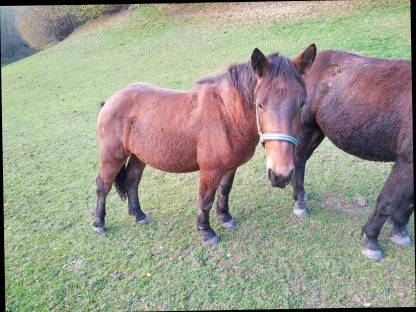 Bild 3:Noriker Hengst Zimt Schaunitz