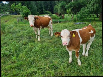 Bio Fleckvieh Mutterkuh samt Kalb
