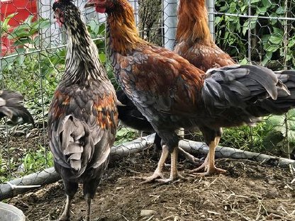 Bild 4:Hähne suchen ein neues Zuhause