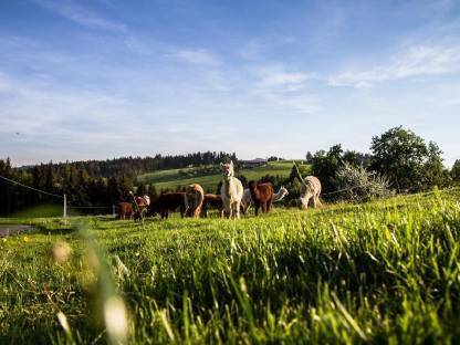 Bild 3:Alpakas zum Verkauf