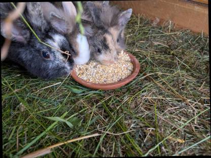 Bild 2:Zwergkaninchen in allen Farben zu verkaufen