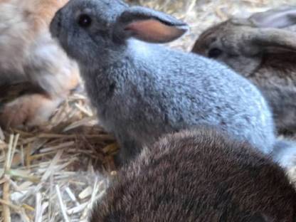 Bild 3:Zwergwidder kaninchen