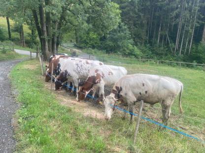 Holstein und Red Holstein Kalbinnen