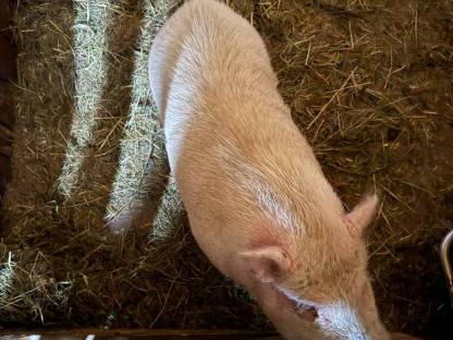 Bild 4:Minischwein
