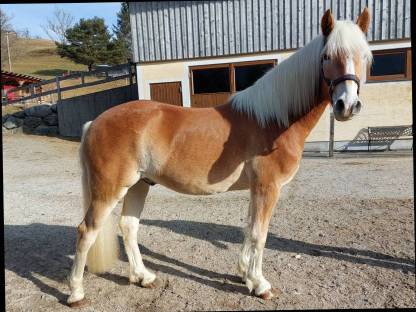 Bild 4:Haflingerwallach Bertoli-W