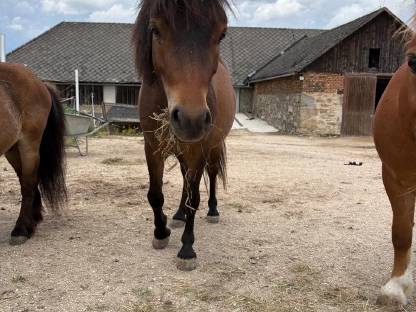 Pony wallach