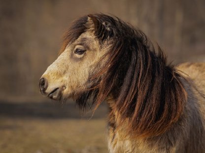 Traumhafte Austrian Partbred Pony Stute