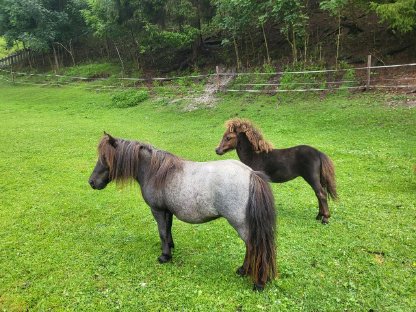 Mohrenkopf Mini Pony Stute