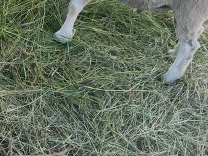 Bild 3:Verkaufen Waldschafe