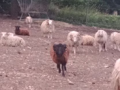 Zwergschafe Widder
