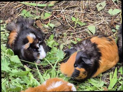Meerschweinchen