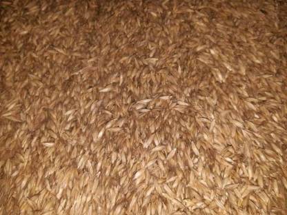 Bio Einkorn und Dinkel entspelzt