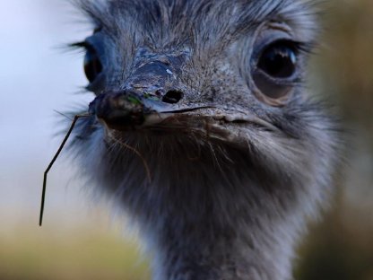 Bild 5:Wir suchen Getreide, Heu- und Strohspenden