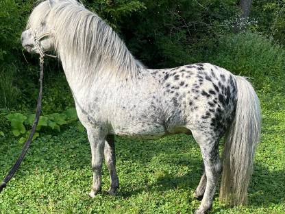 Bild 3:Wunderschöner Ponyhengst