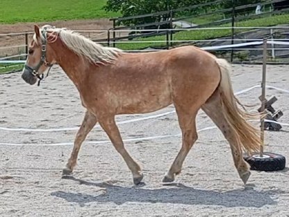 Haflinger Wallach