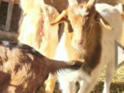 Bild 2:Junge Burenziegen und Mischlinge