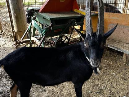 Aosta Bock