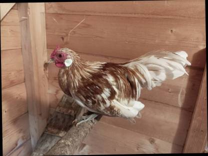 Bantam Zwerghahn