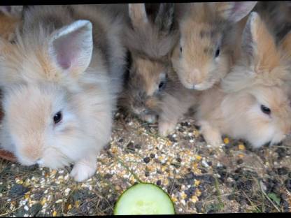 Bild 8:Löwenkopf Zwergkaninchen in allen Farben