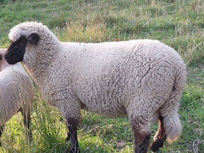 Shropshire Schafe
