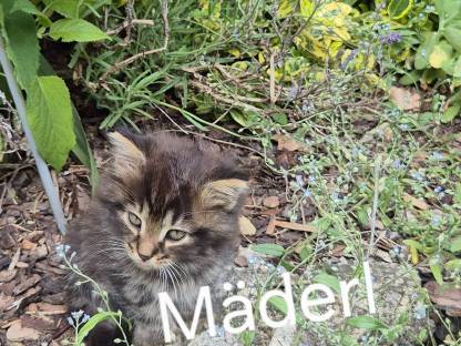 Katzenbabys