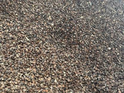 Bild 2:Biobuchweizen