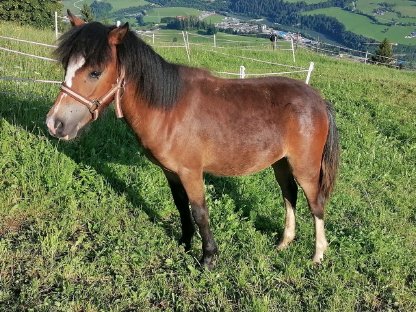 Schöne Ponystute