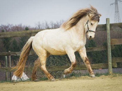 Bild 4:Reitbeteiligung auf Isländer