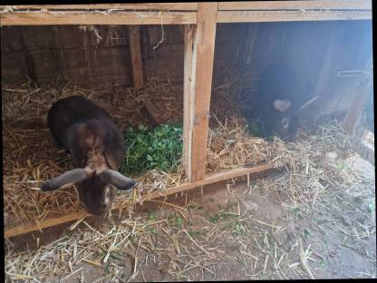 Bild 2:Verkauf  Gastro Rex