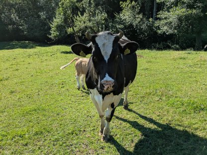 Bild 5:Bio-HF-Kalbin - trächtig