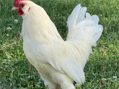 Bild 3:Hahn 2025 (Serama Bartzwerg Mischling)