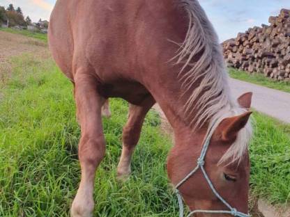 Bild 2:Noriker Fuchs Stute
