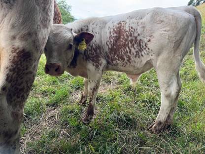 Bild 3:Pustertaler Sprinzen