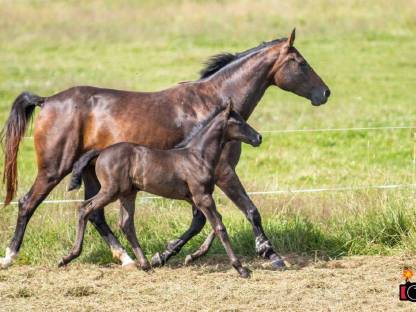 Bild 3:Zuchtauflösung: 2 tragende Stuten