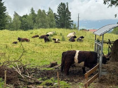 Weibliche Galloway Rinder
