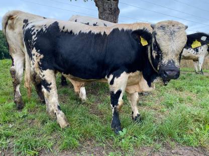 Bild 4:Pustertaler Sprinzen Stiere