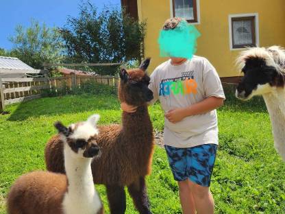 Bild 2:Lama Hengstfohlen