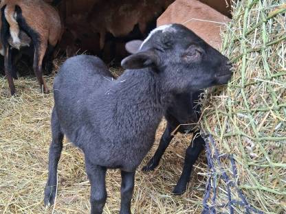 Bild 3:Kamerunböcke