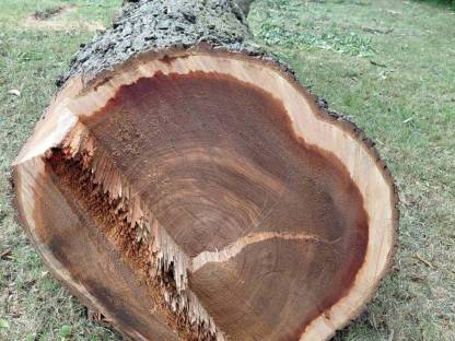 Bild 2:Ulmen Rüster Bloche