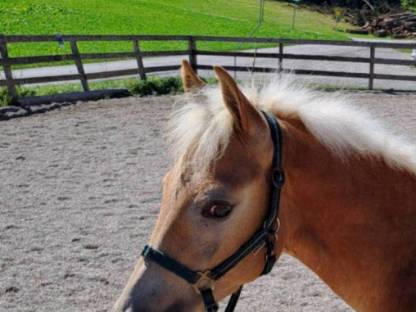 Haflinger Wallach, Jährling