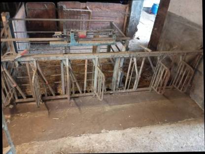 Kälberaufstallung