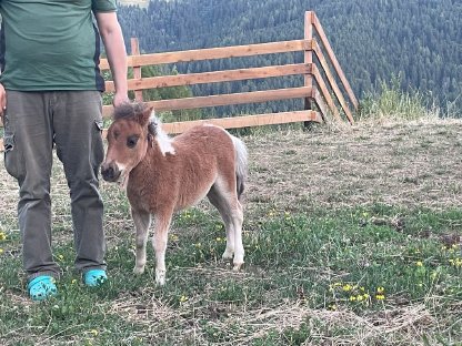 Minishatland Fohlen - Milo