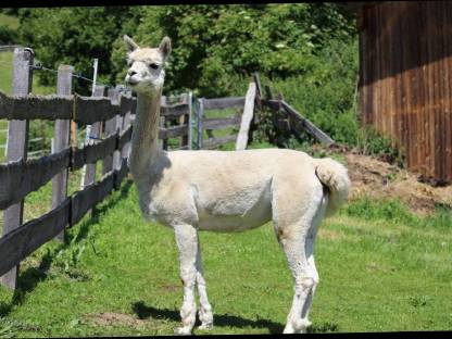 Bild 3:Alpakastute EM Olivia