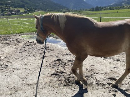 Haflinger Wallach