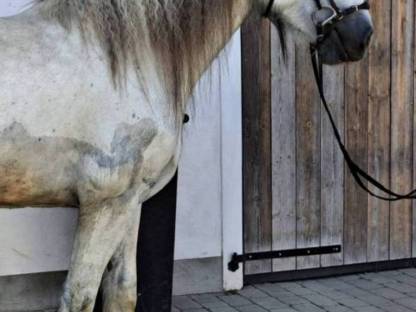 Bild 4:Shire Horse, größte Pferderasse der Welt, Kaltblut