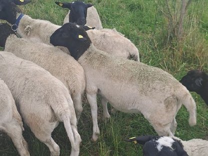 Bild 3:Dorper Schafe